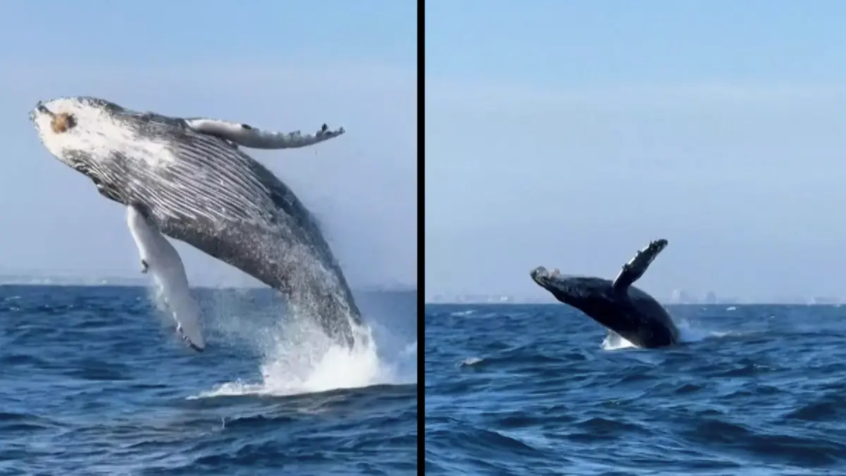 Zachraňte Willyho v přímém přenosu. Turisty nadchly skákající velryby