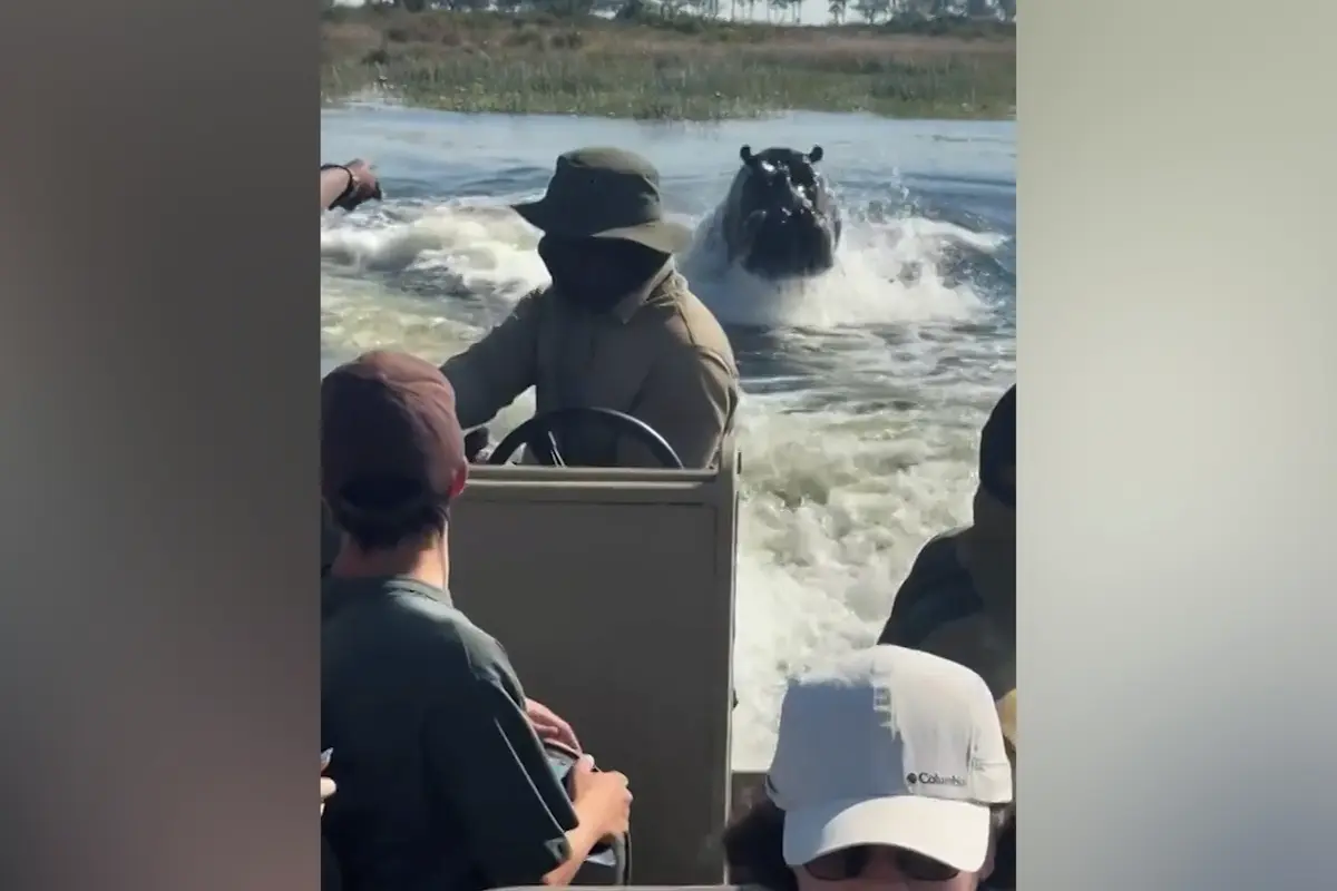 Člun s turisty v Botswaně pronásledoval hroch. Vyděšená svědkyně natáčela