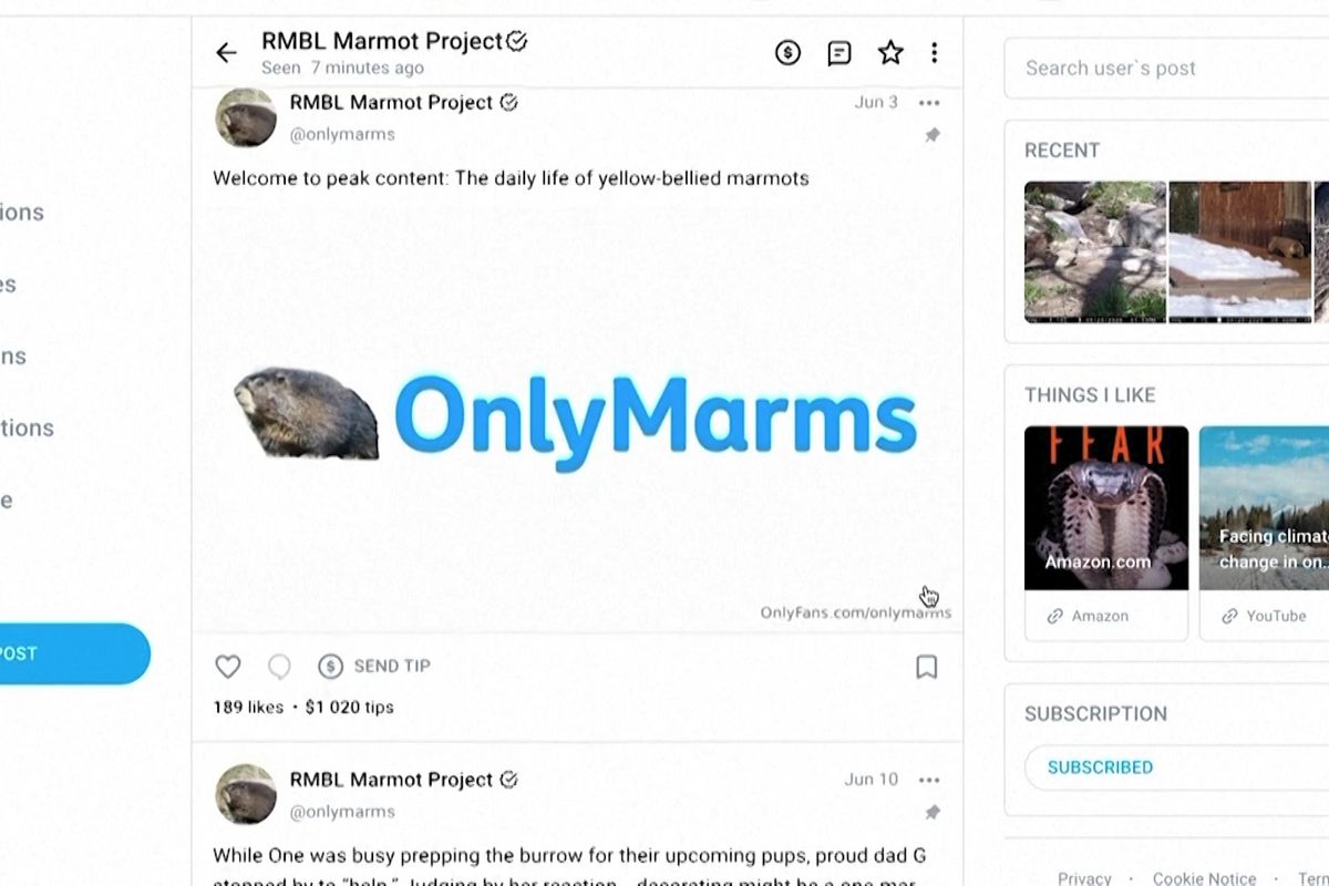 Svišti mají účet na OnlyFans