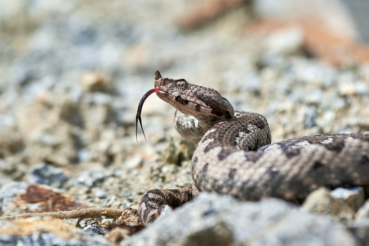 Čtyřletého chlapce uštkla na Istrii v kempu zmije růžkatá