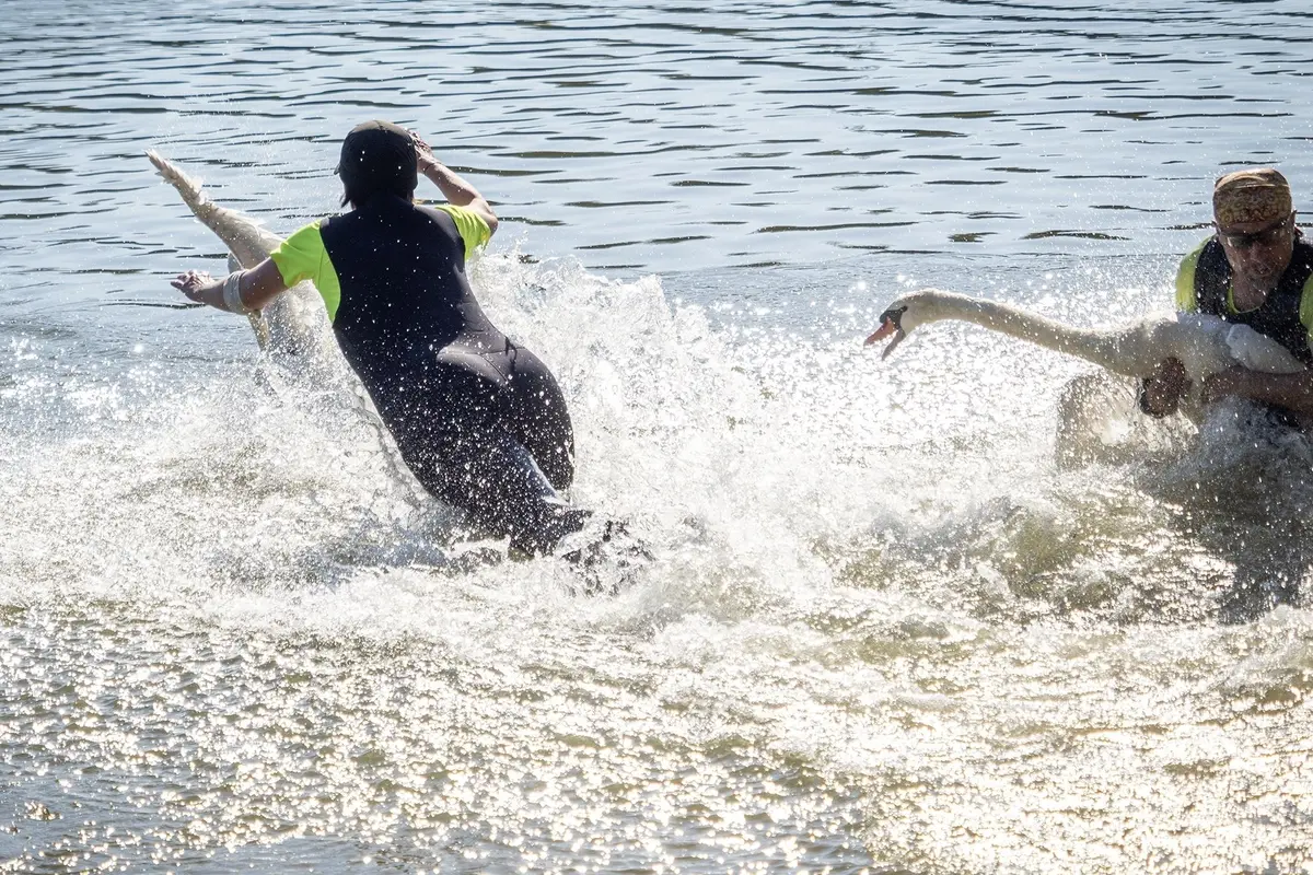 Salto mortale i rána až na kost. Kroužkování labutí bolí, ví plzeňští zvířecí záchranáři