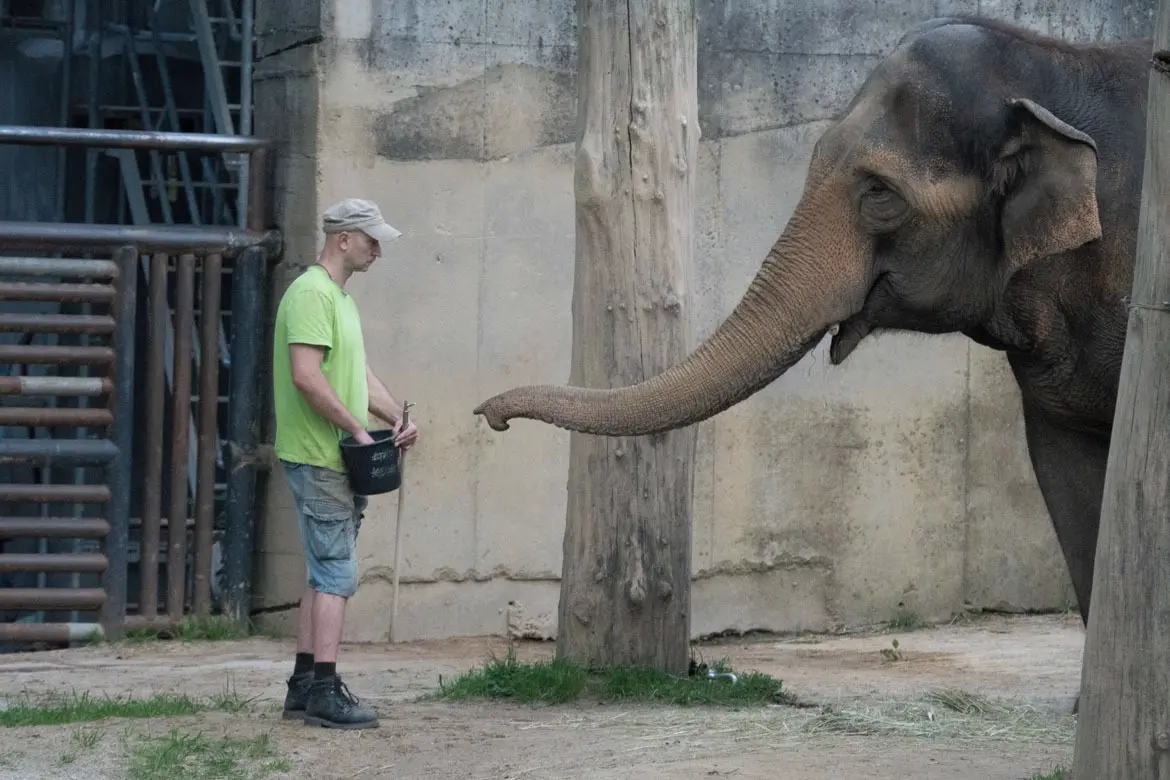 Liberec opustila slonice Bala. Ve zdejší zoo s jejím odchodem končí chov slonů