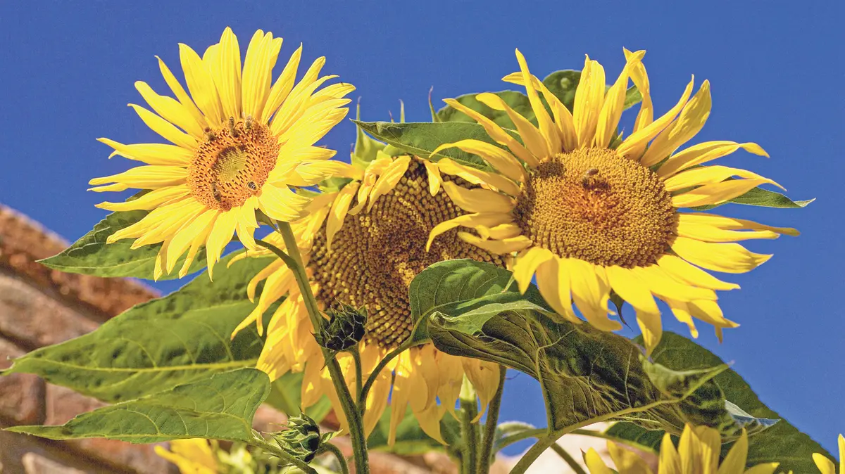 Květinová sluníčka: zlaté rudbekie, měsíčky a slunečnice