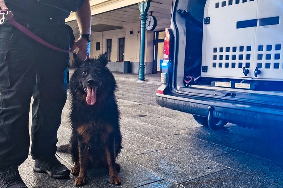 Vyplašený pes se při bouřce ukryl do vlaku a vyrazil směr na Plzeň