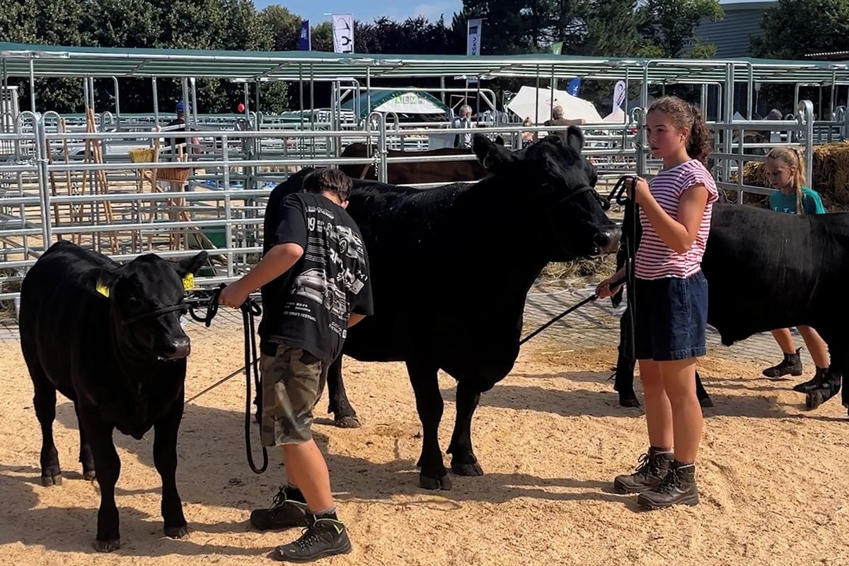 Běta, Halina i King. Z plemene aberdeen angus jsou prý nejlepší steaky
