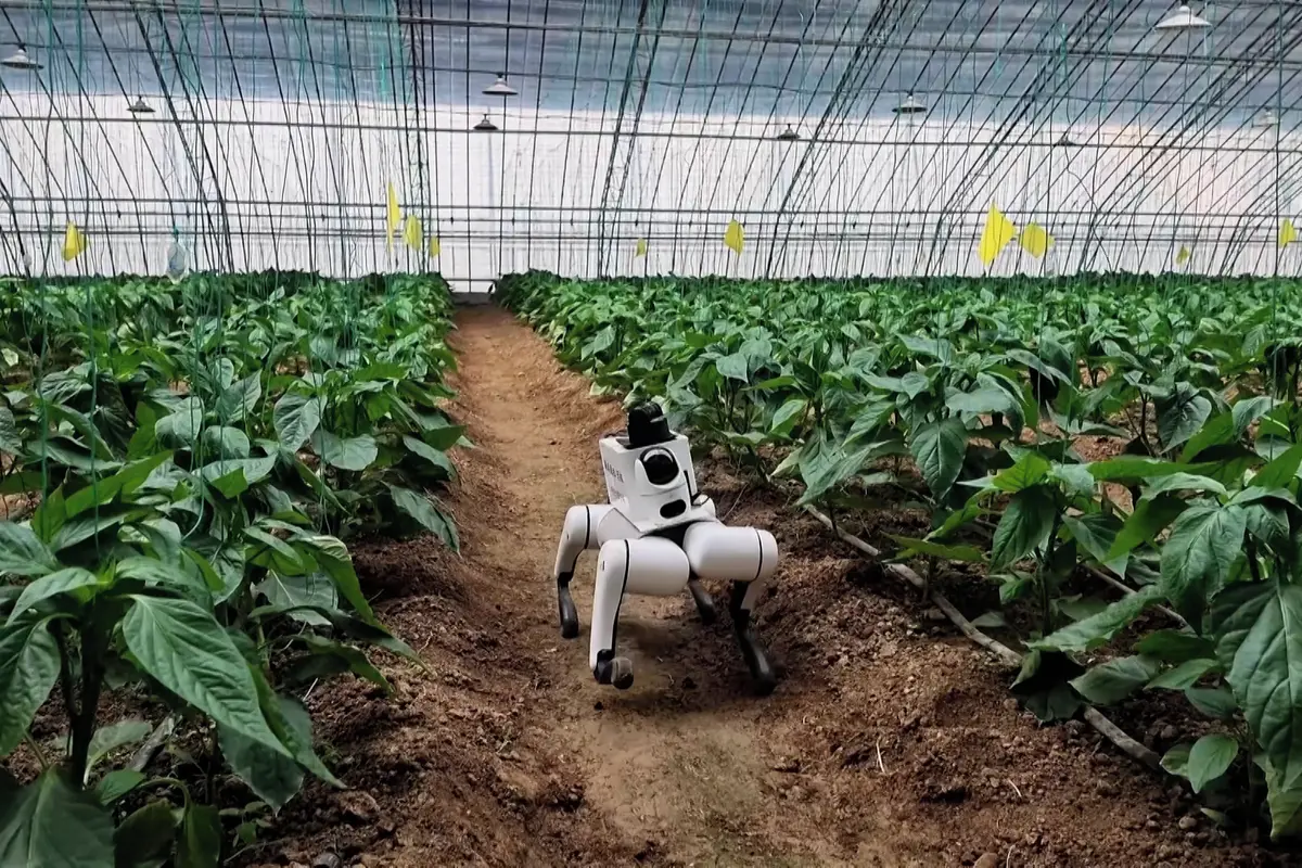 Budoucnost zemědělství? Robotický pes hledá škůdce, dohlíží na růst plodin