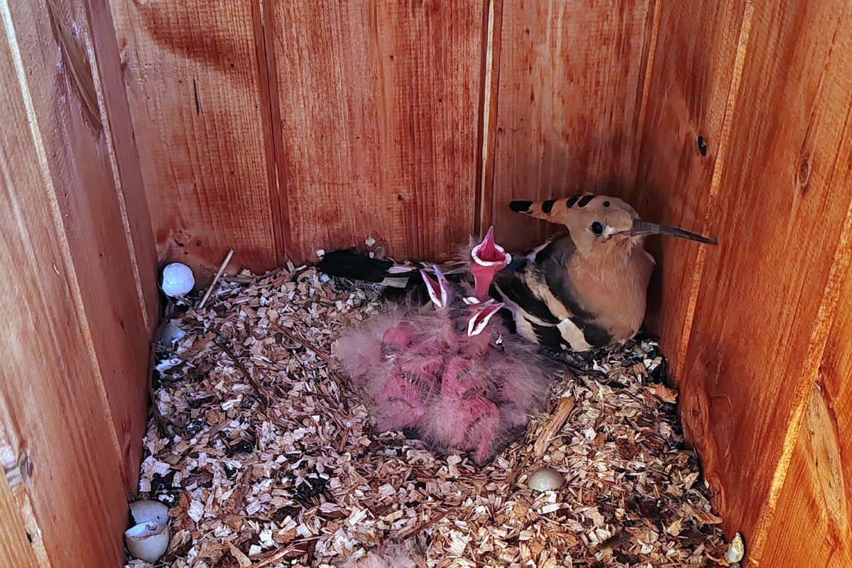 Dudkům se ve vinohradech líbí. Letos tu už podruhé vyvedli mladé