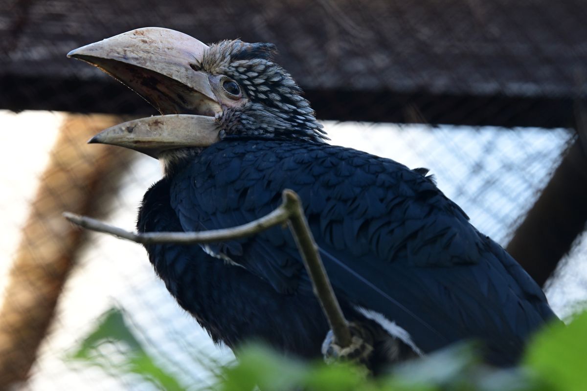 Olomoucká zoo má po osmi letech mláďata zoborožce šedolícího