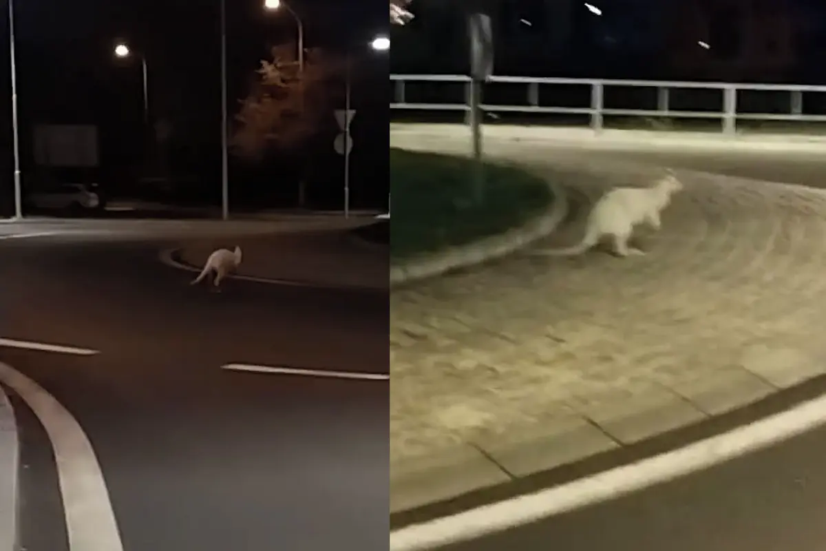 Klokan na kruháku v Chomutově pobláznil sociální sítě
