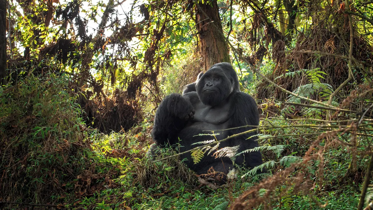 Kde zažijete nejpamátnější setkání se zvířaty? V Ugandě a Rwandě