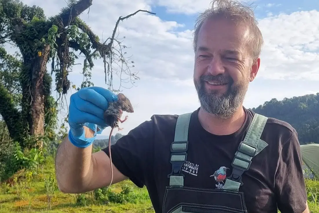 Čeští vědci našli v Etiopii „vzácnou myš z Chingawy“, jde o její druhý odchyt v historii