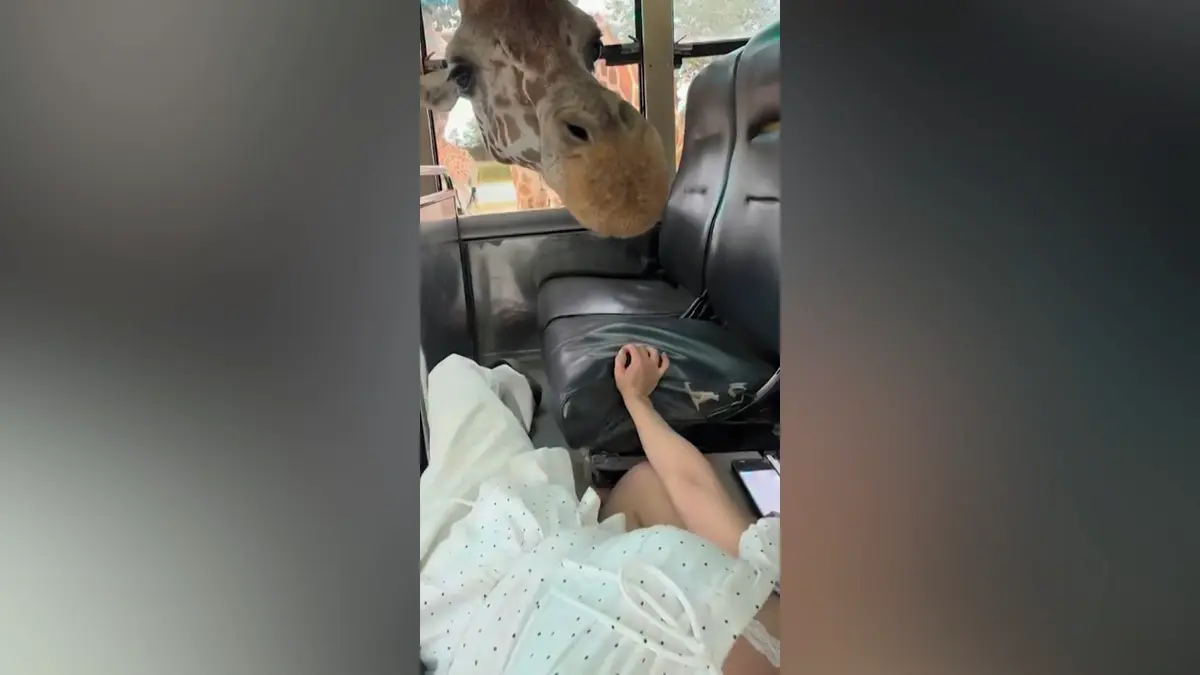 Žirafa na safari strčila hlavu přímo do autobusu. Vyděšená pasažérka řvala jako tur