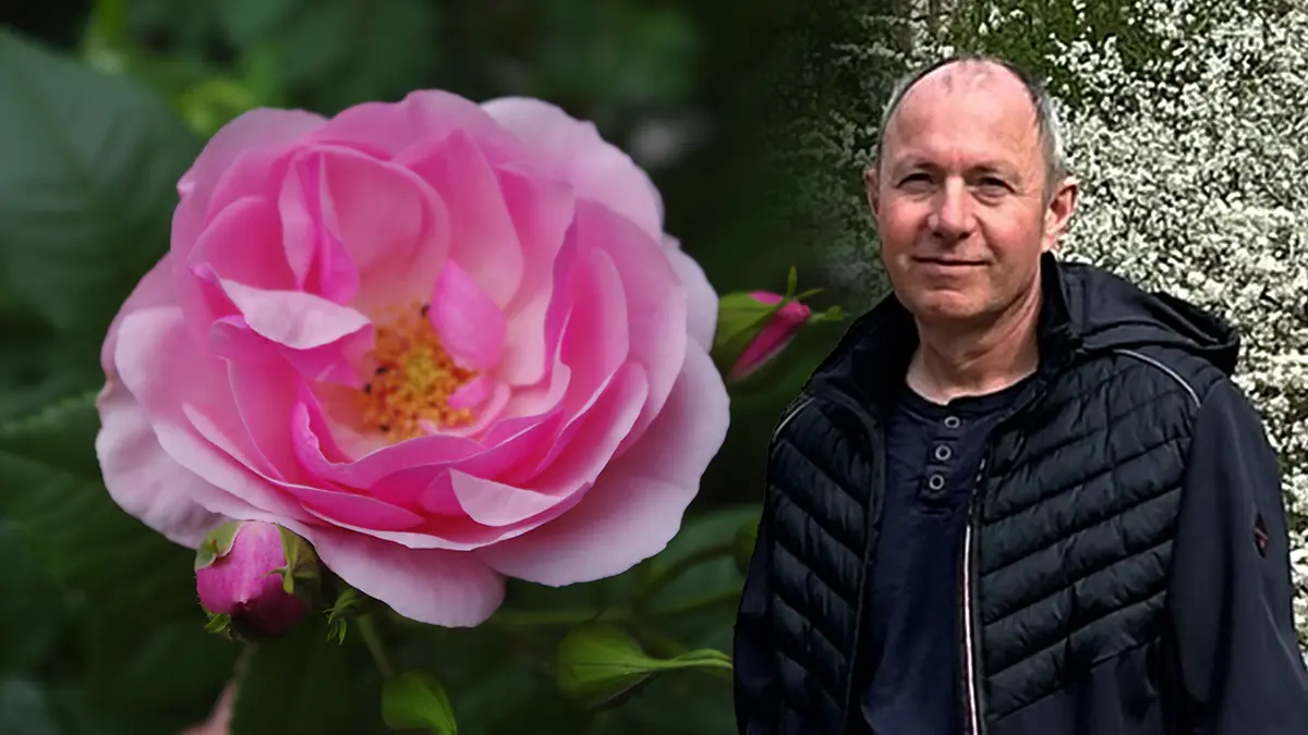 Růže bez tajemství: Víme, co královny květin potřebují, aby další sezonu bohatě kvetly