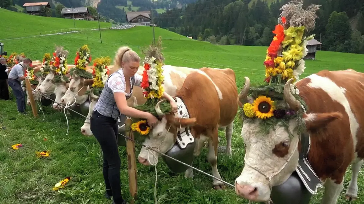 Transhumance je mezi turisty stále oblíbenější