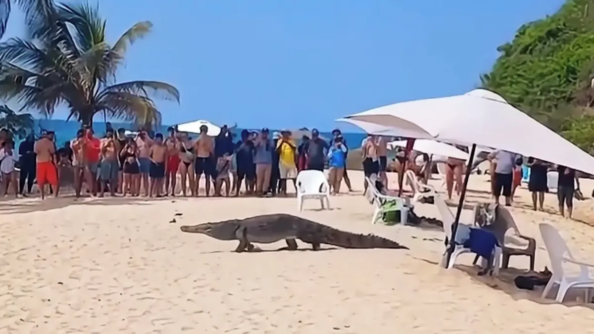 Po pláži v Kolumbii se promenádoval krokodýl. Ohromení návštěvníci ho natáčeli