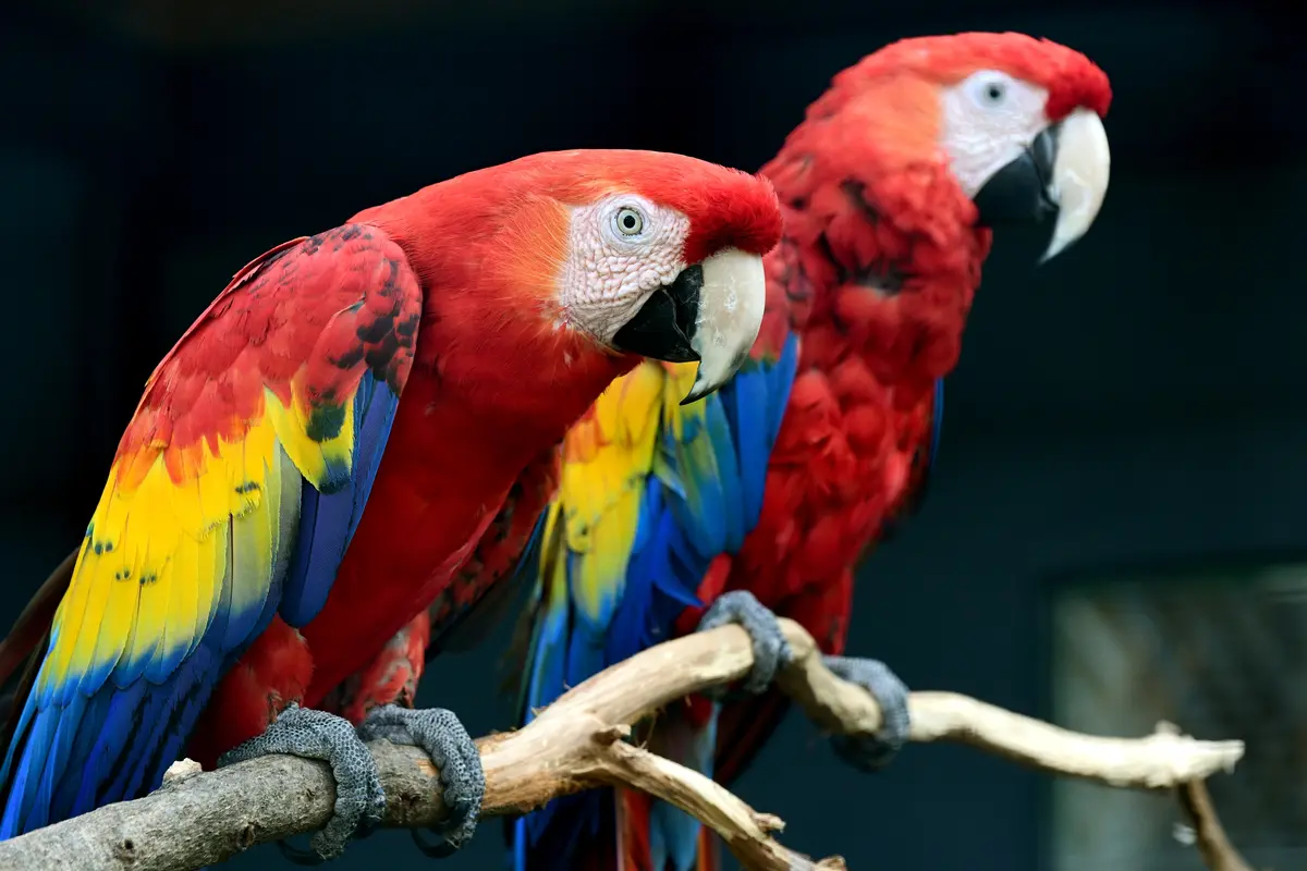 Zoo Olomouc zrekonstruovala voliéry. Obsadily je i nové druhy