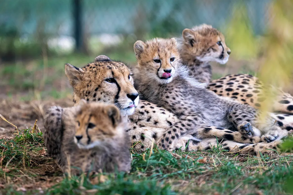 FOTO: Puntíkatý poklad. Gepardí paterčata nadchla pražskou zoo