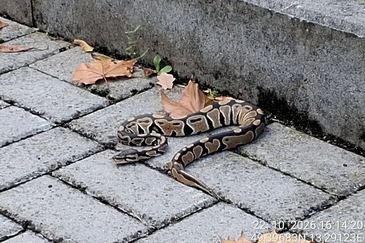 Na ulici v Klatovech ležela krajta. Venku mohla uhynout