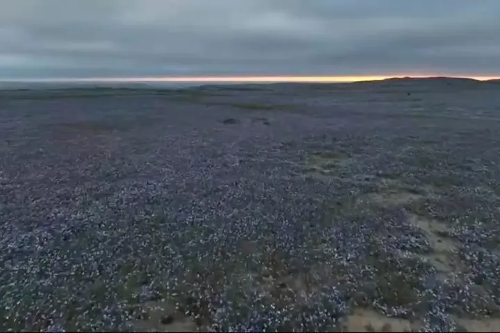 Poušť Atacama rozkvetla v mimořádném rozsahu