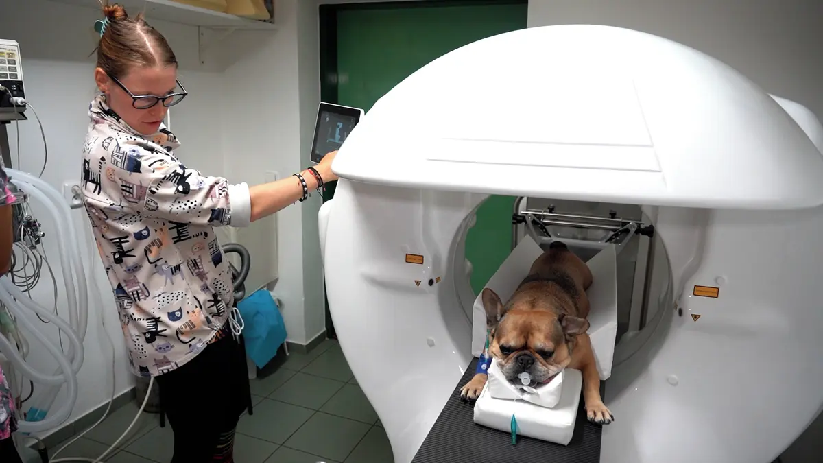 Nádor nemusí být vidět ani na CT. Veterináři v Nymburce ukázali, jak hledají rakovinu u zvířat