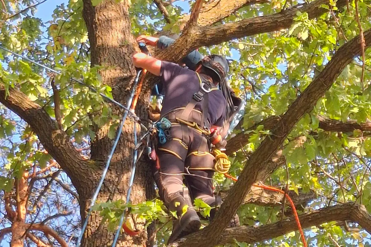 Paraglidista na Přerovsku přistál na stromě. Zachraňovali ho z 15metrové výšky