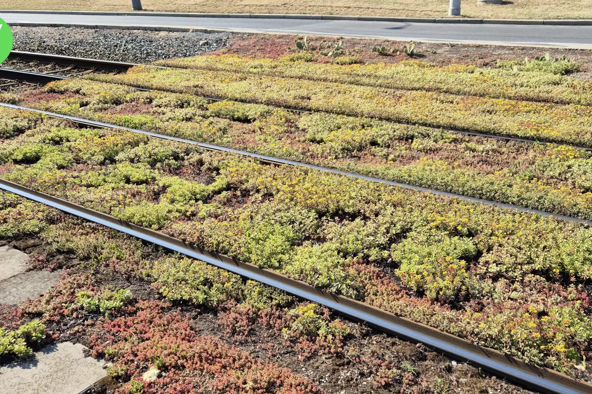 Nejen tráva. Mezi tramvajovými kolejemi v Praze se rozrostou i sukulenty