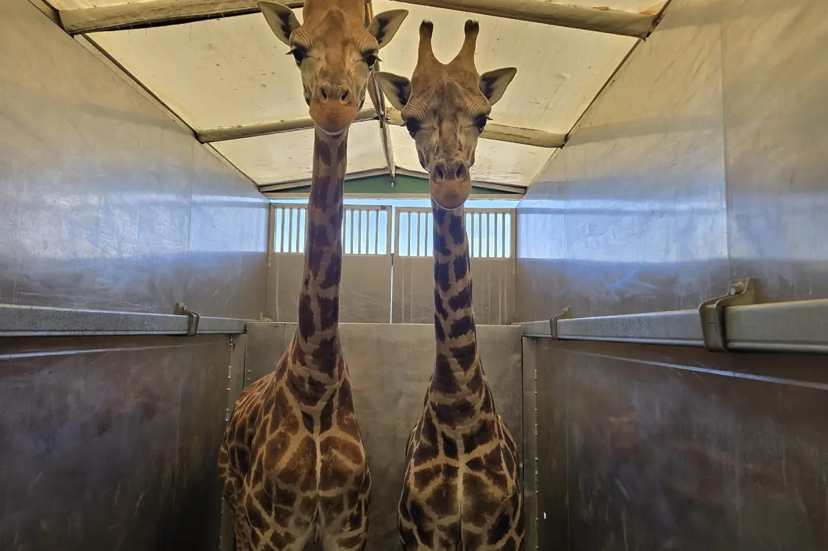 V olomoucké zoo by mohli vyvolat nepokoje. Dva žirafí samci odcestovali do Athén