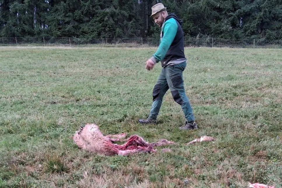 Na Šumavě smečka vlků rozsápala stádo ovcí