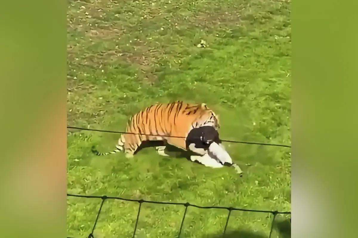 Muž vlezl do výběhu tygrů v anglické zoo. Šelma ho na místě zabila