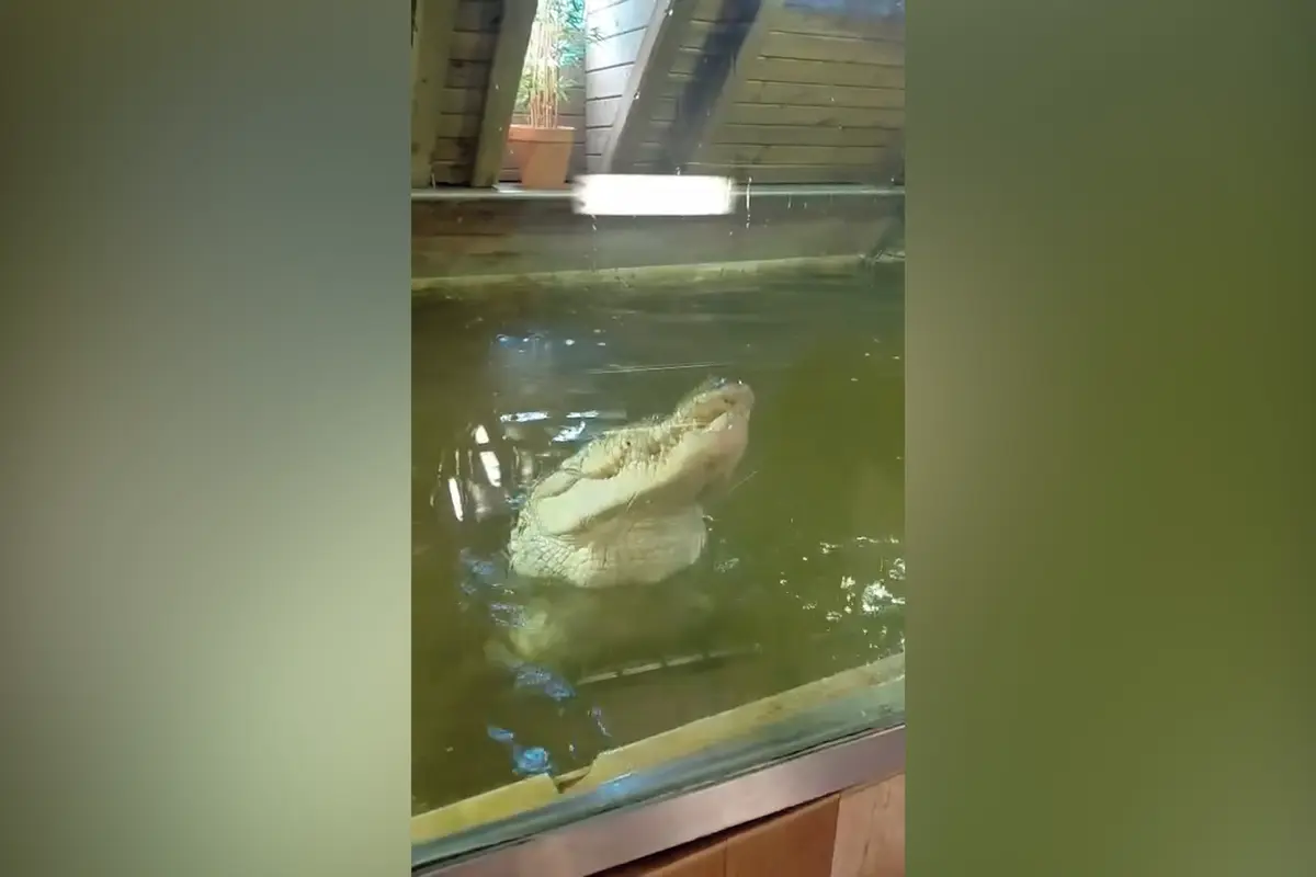 Jonákův krokodýl Kuba už zapomněl. Vytrpěl si svoje, teď se láduje v Protivíně kuřaty