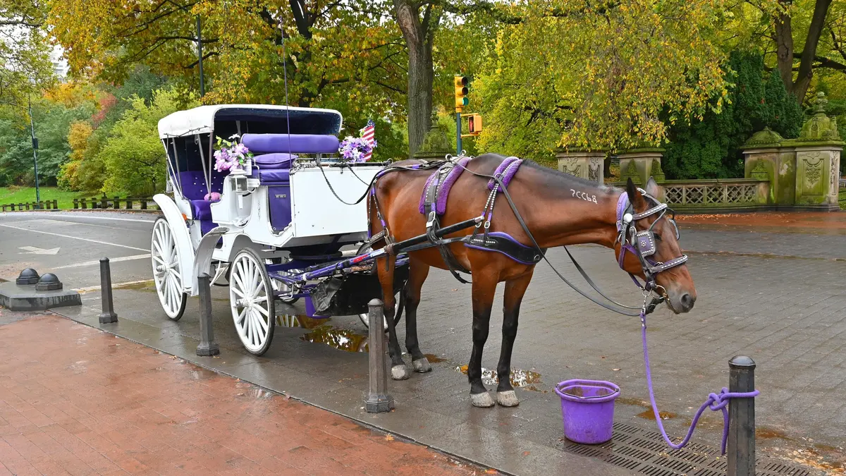Konec koní v Central Parku? Nad populární newyorskou atrakcí se smráká