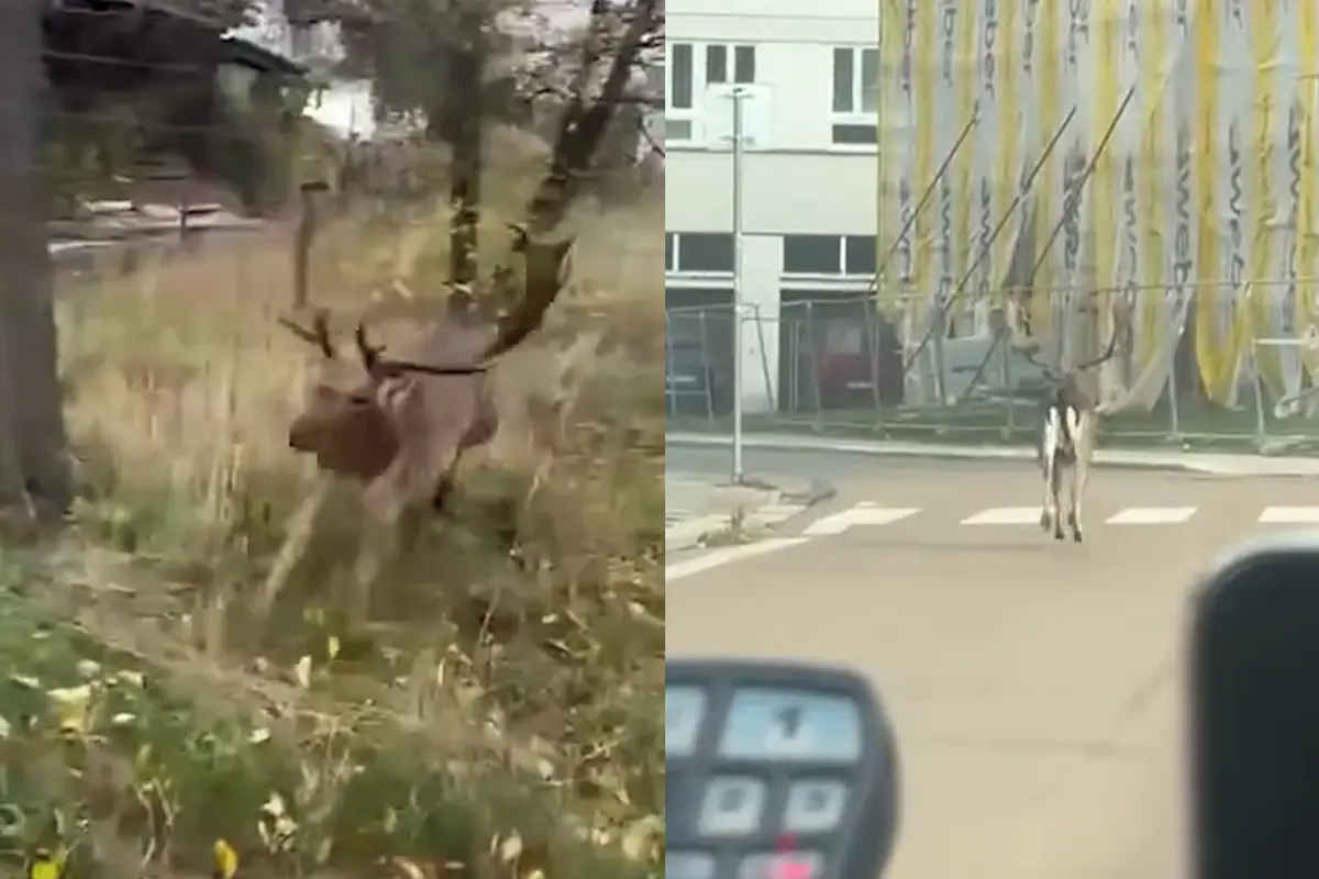 Strážníci v Rokycanech natočili, jak na ně zaútočil daněk