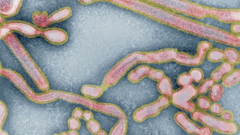 Viry ptačí chřipky H5N1