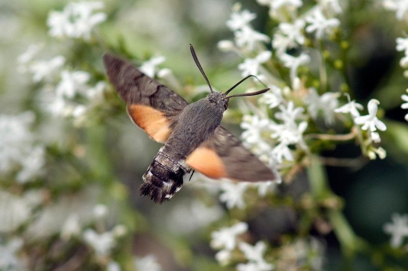 Podobně jako kolibříci, také dlouhozobky sají nektar z květů za letu.