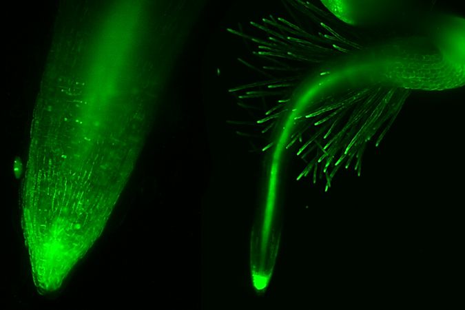 Šetrné snímání rostlin pomocí tzv. light-sheet fluorescenční mikroskopie. Touto metodou dokáží vědci dlouhodobě zobrazovat rostoucí kořen vojtěšky (vlevo) nebo celé vyvíjející se semenáčky huseníčku.