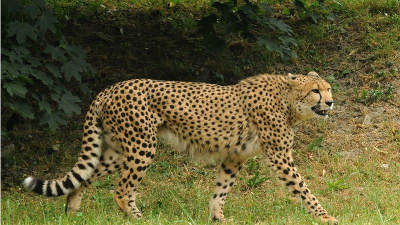 Samec geparda štíhlého Duma je krásným exemplářem nejrychlejší kočky světa