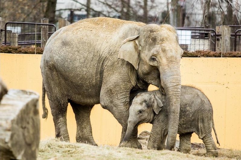 Z ostravského slůněte už je třítunový mladý samec. Poputuje do zoo ve Francii