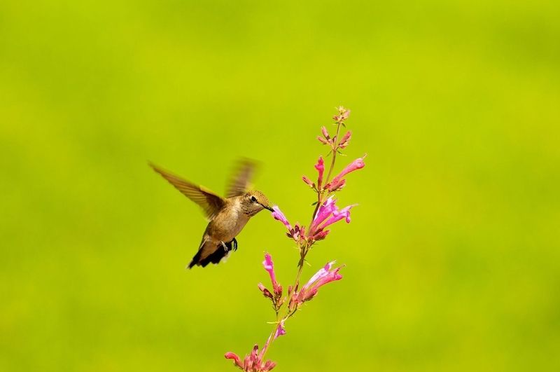 Dlouhozobky jsou někdy mylně považované za kolibříky, ti ovšem nežijí u nás. Na snímku kolibřík černobradý sající nektar ze letu z květu rostliny.
