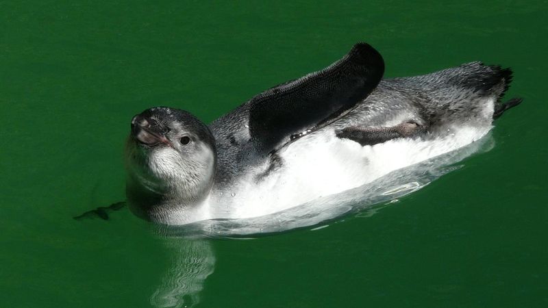 Mladý tučňák Humboldtův.