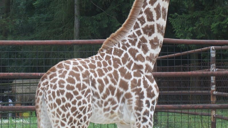 Zuzanka je 51 přírůstkem  v dynastii olomouckého chovu žiraf Rotschildových