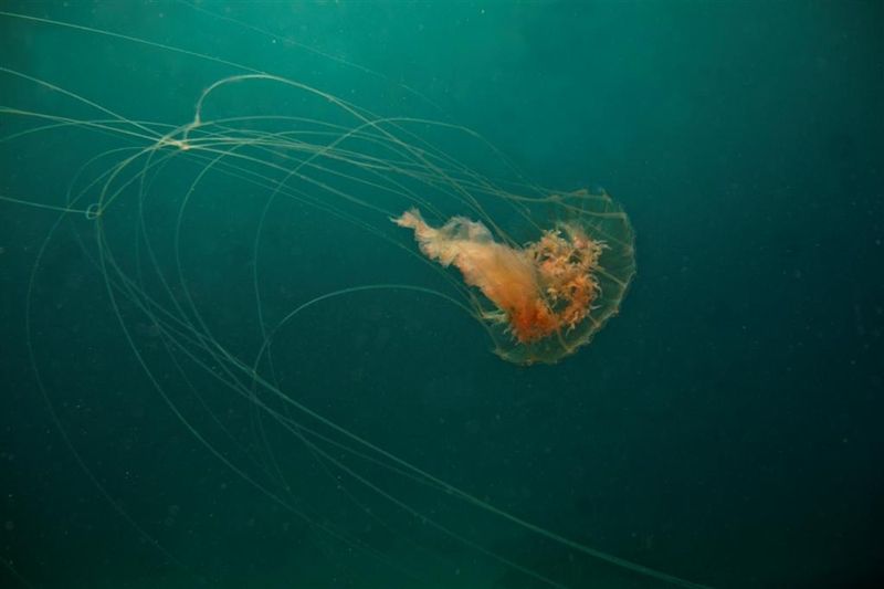 Čtyřhranka je jedna z nejnebezpečnějších medúz v moři.