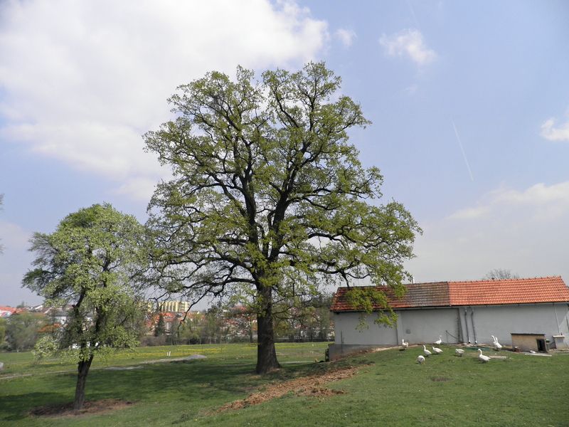 Pod Švehlovým dubem v Hostivaři sedávali významní státníci - A. Švehla a TGM. Místo si i dnes uchovává venkovský charakter. 