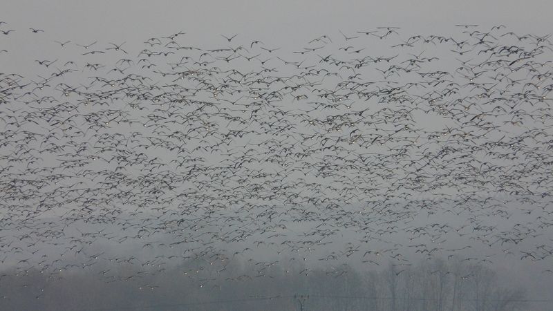 Tisíce hus běločelých a polních v letu.