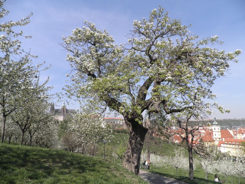 Nerudova hrušeň rostoucí na úpatí vrhu Petřín je spojována s básníkem  Janem Nerudou. 