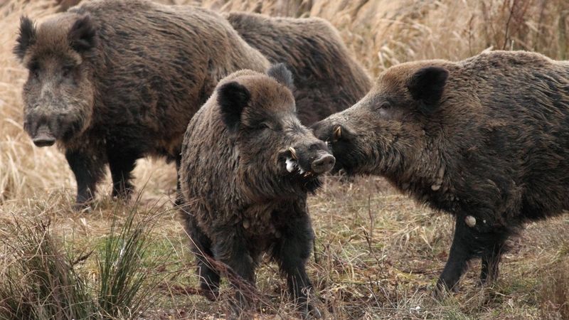 U divočáků v Podyjí se potvrdila pseudovzteklina, která psa usmrtí do dvou dní