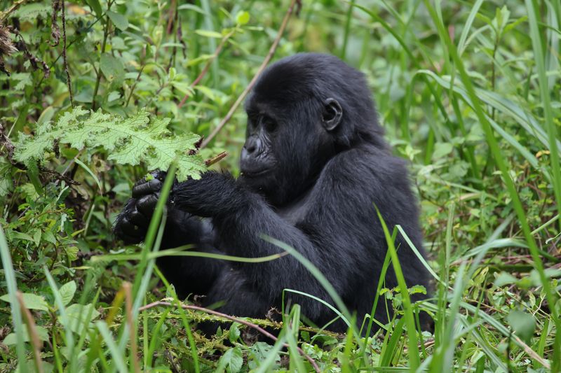 Horských goril žije na celém světě méně než tisícovka. Patří ke kriticky ohroženým druhům.