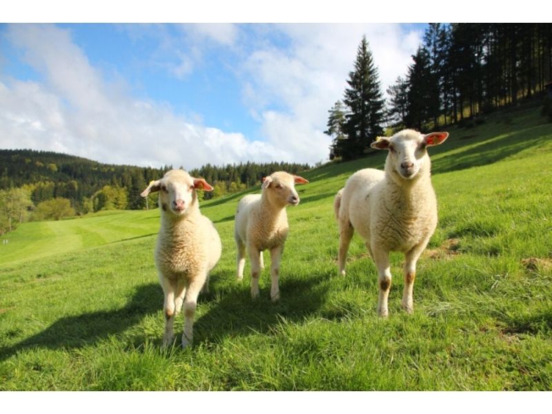 Procházku po Kulíškově stezce vede i kolem pastvin s ovcemi, které si mohou děti pohladit a nakrmit.