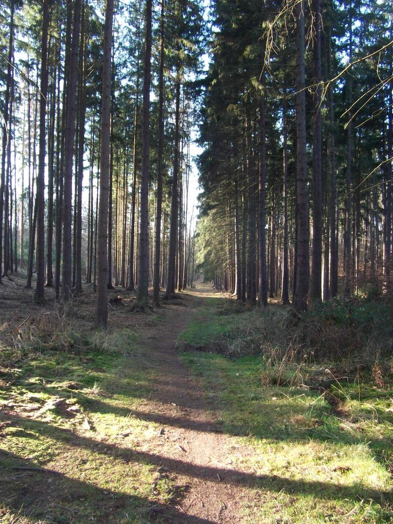 Lesní cesta Jílovišťským lesem 