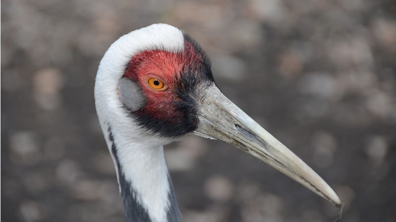 O Velikonočním pondělí bude vstup do ostravské zoo již od ...