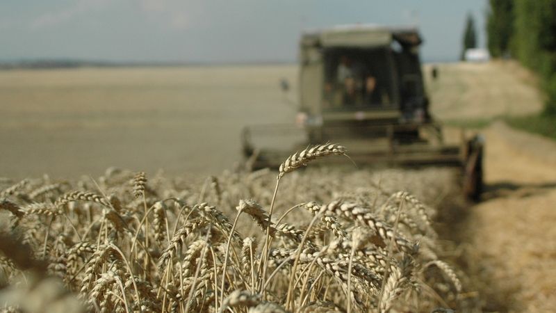 Zemědělci letos sklidili 7,47 milionu tun obilovin, méně než loni